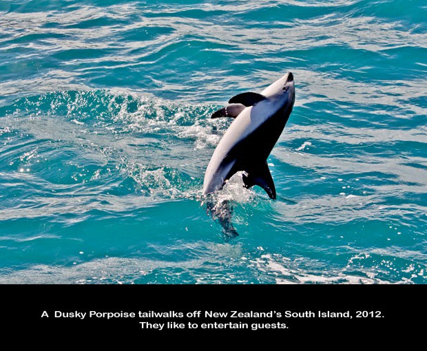 NZ043-Whale-Porpoise-Watching_NZ-1524-C